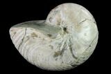 Fossil Nautilus (Cymatoceras) - Madagascar #140433-1